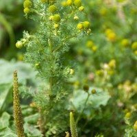 Pineappleweed